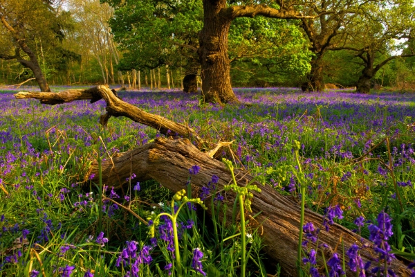 A rotting tree stump in an ancient wood, surrounded by bluebells