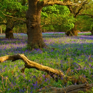 A bluebell meadow in an oak wood in early spring