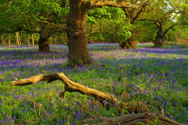 A bluebell meadow in an oak wood in early spring