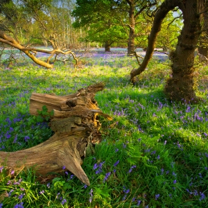 Bluebells in an ancient woodland in spring