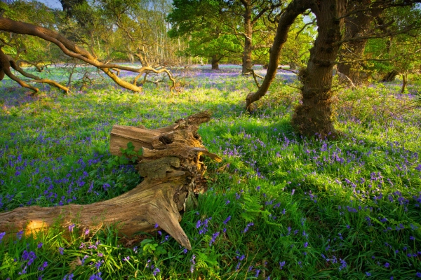 Bluebells in an ancient woodland in spring