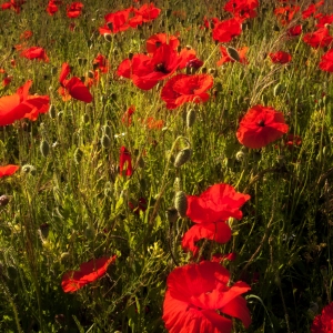 Poppies in a summer field