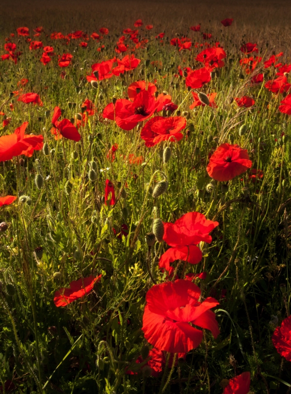 Poppies in a summer field