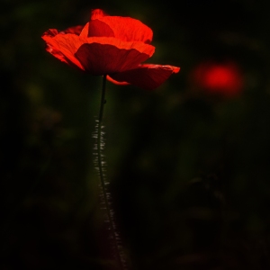 A bright red poppy on a black background