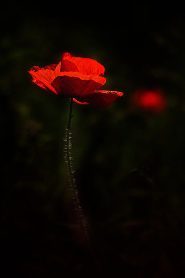 A bright red poppy on a black background