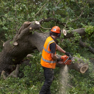 Forester cutting up a fallen tree with a chainsaw