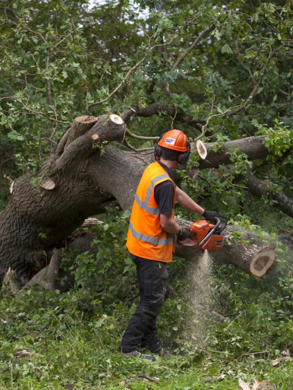 Forester cutting up a fallen tree with a chainsaw