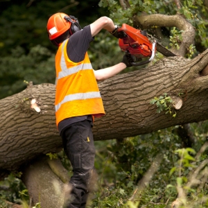 Foresters doing forestry maintenance after a storm