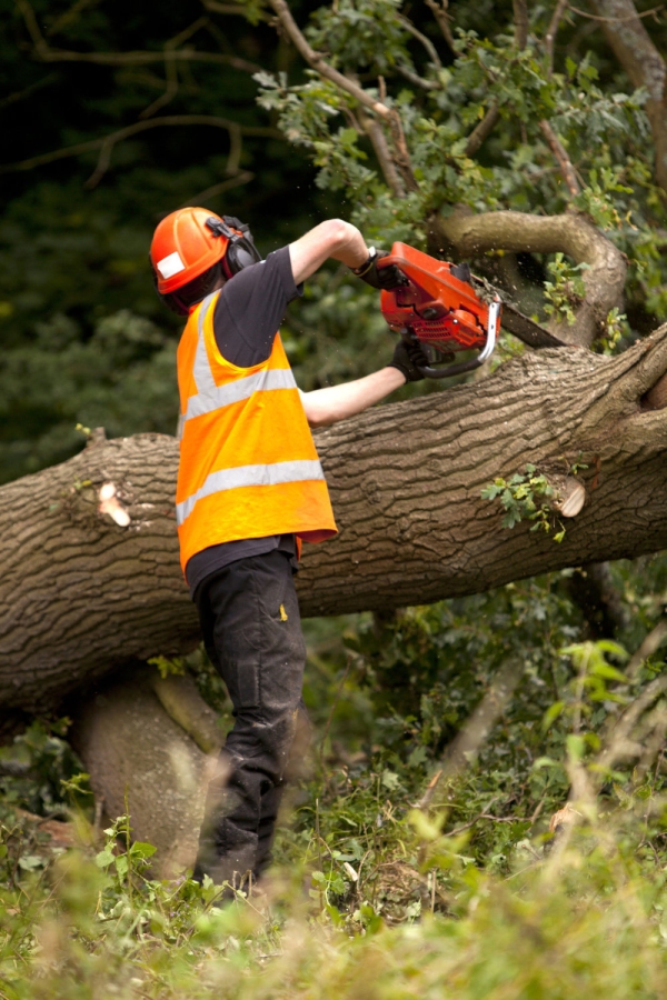 Foresters doing forestry maintenance after a storm