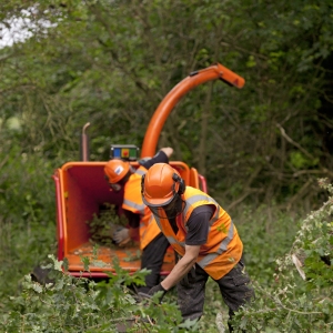 Two foresters clearing up a fallen oak