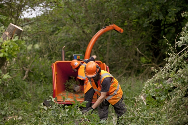 Two foresters clearing up a fallen oak