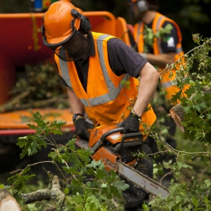 A forestry worker clearing undergrowth with a chainsaw