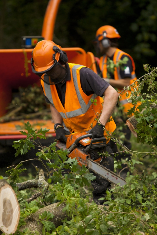 A forestry worker clearing undergrowth with a chainsaw