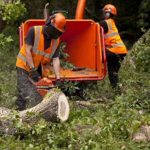 Forestry workers chopping up a fallen oak tree