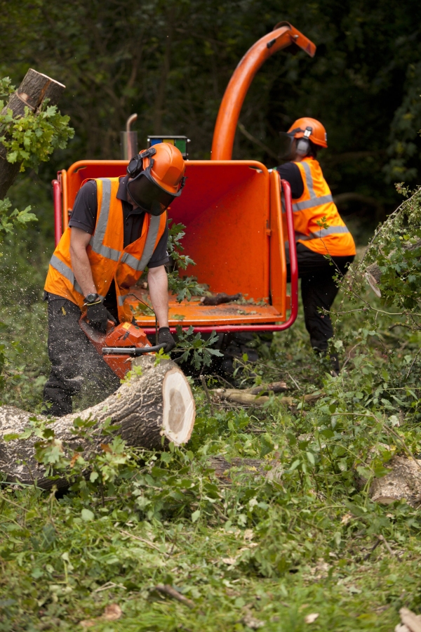 Forestry workers chopping up a fallen oak tree