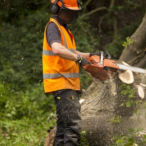 A forestry worker cutting a fallen oak into logs