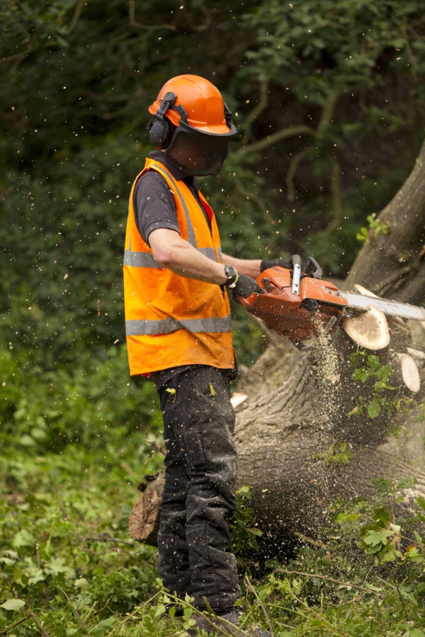 A forestry worker cutting a fallen oak into logs