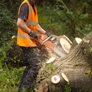 A forestry working cutting a fallen oak into logs