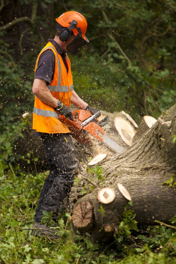 A forestry working cutting a fallen oak into logs