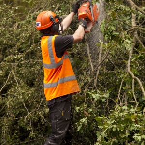 A forestry worker pruning a young oak with a chainsaw