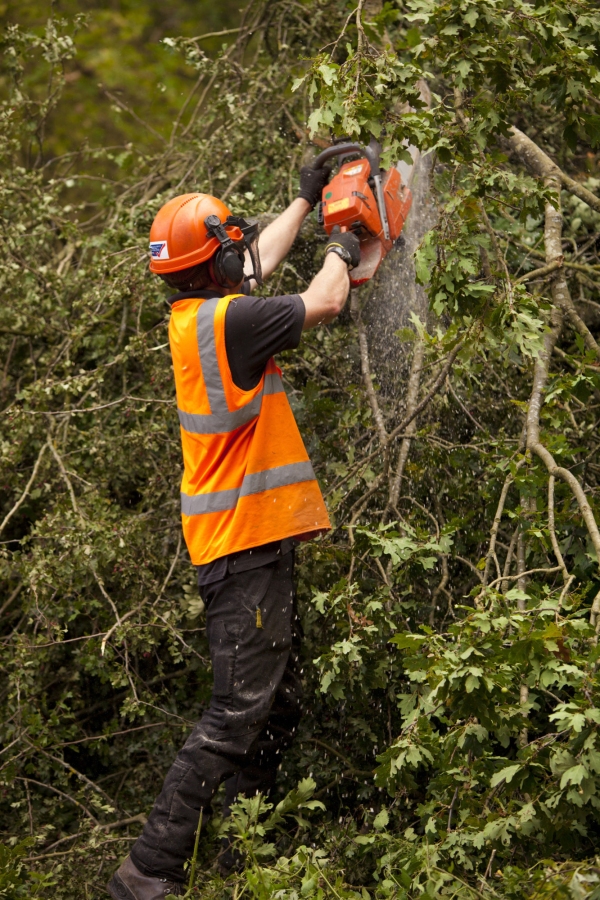 A forestry worker pruning a young oak with a chainsaw