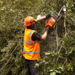 A forestry worker pruning young oak trees