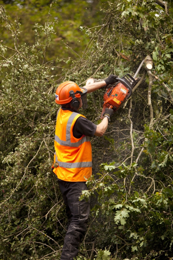 A forestry worker pruning young oak trees