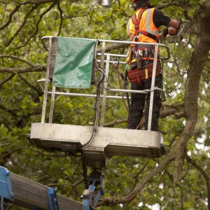 A forestry worker on a cherry picker pruning overhanging branches