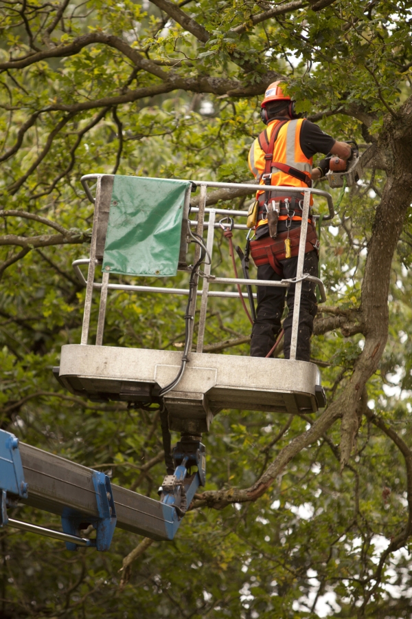 A forestry worker on a cherry picker pruning overhanging branches