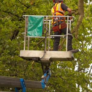 A forester trimming high branches from a cherry picker