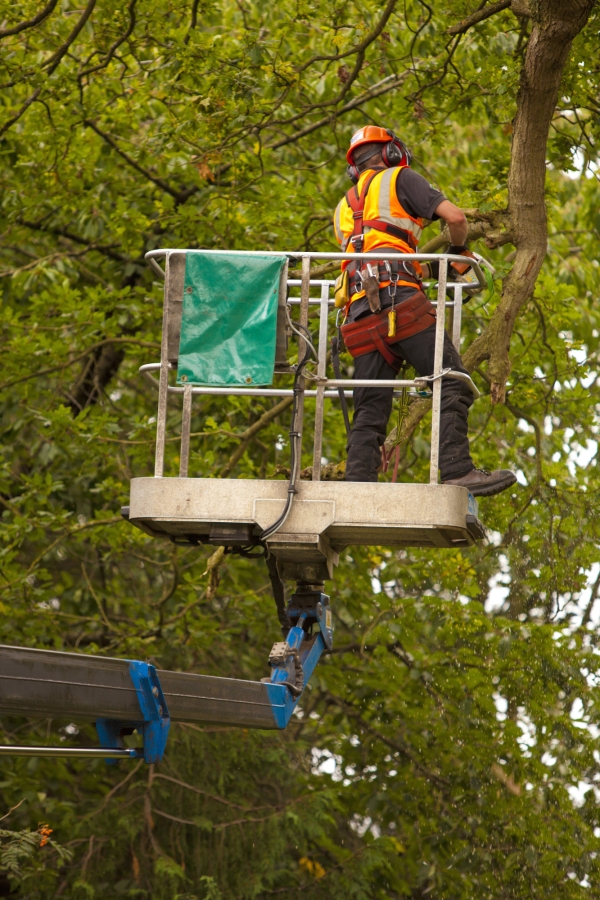 A forester trimming high branches from a cherry picker