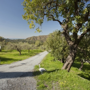 An olive grove in Southern Spain with the mediterranean and north africa in the background