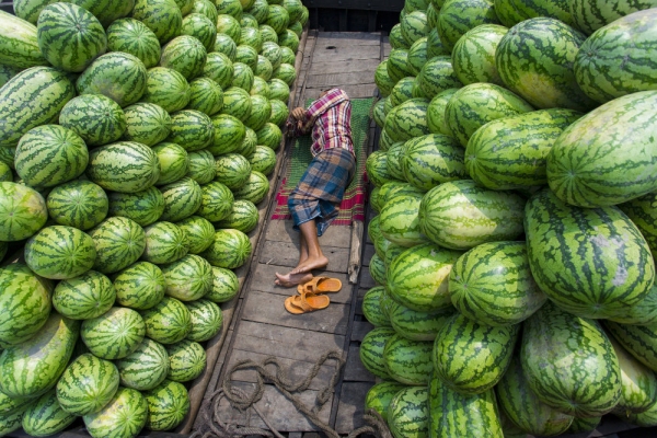 Laborers at a wholesale fruit market in unload fresh watermelons from boats in Buriganga River in waizghat area, Dhaka, Bangladesh on April 17, 2018