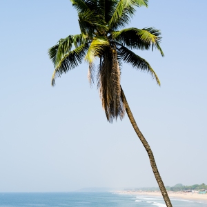 A tall palm tree on a sandy beach overlooking a blue sea