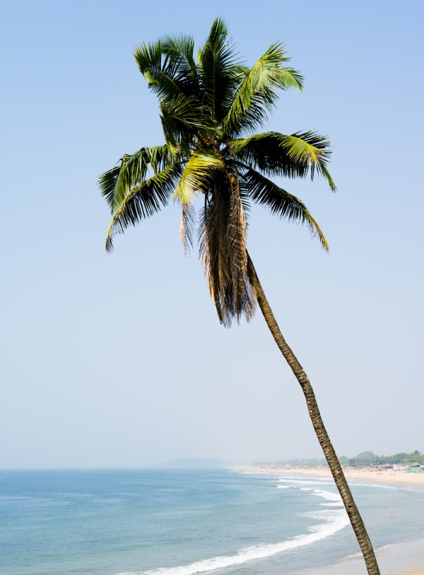 A tall palm tree on a sandy beach overlooking a blue sea