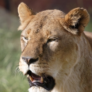 A lioness in the morning sunshine