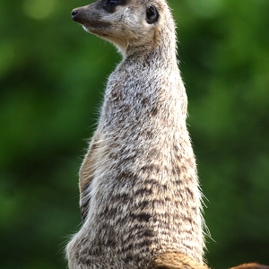 A meerkat sitting on a rock keeping watch