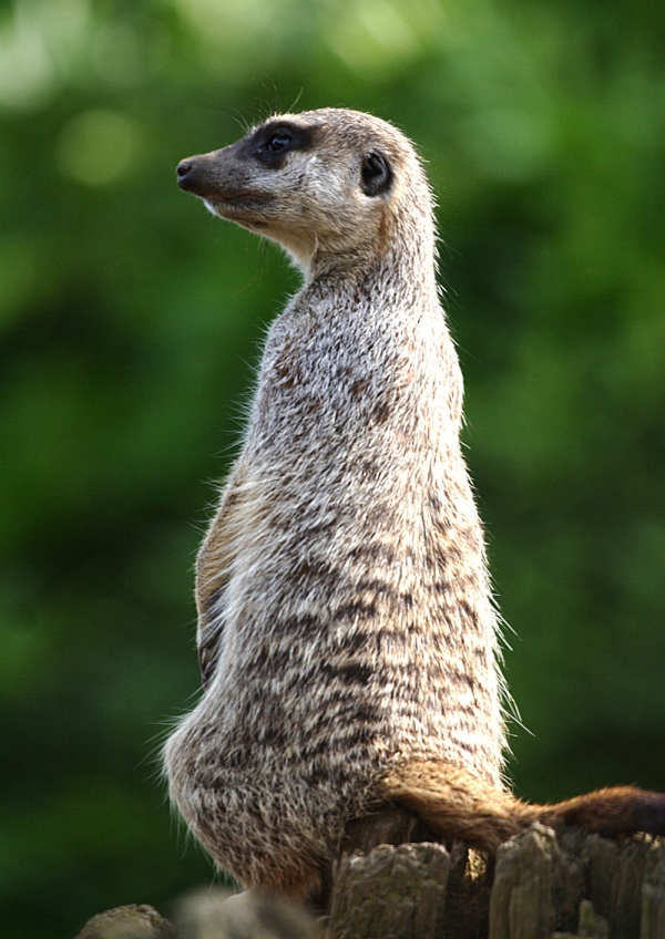 A meerkat sitting on a rock keeping watch