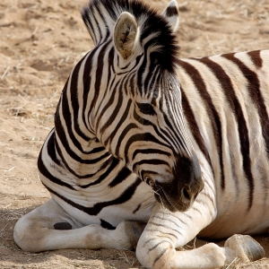 A zebra resting in the hot sun