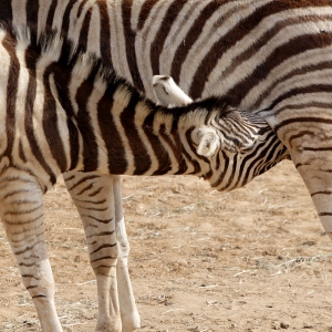 A young zebra suckling from its mother