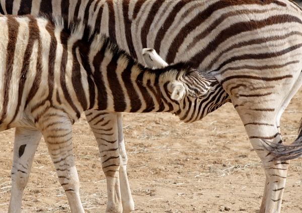 A young zebra suckling from its mother