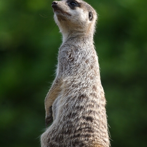 A meerkat looking up at the sky on watch for avian predators