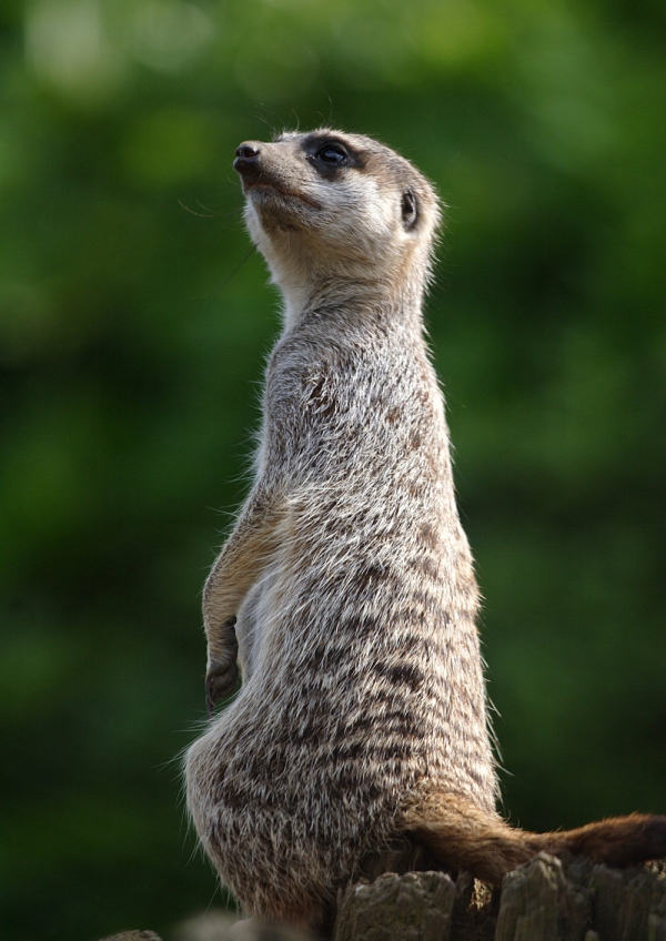 A meerkat looking up at the sky on watch for avian predators