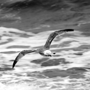 Monochrome view of a seagull over the ocean