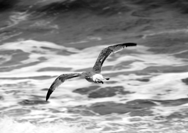 Monochrome view of a seagull over the ocean