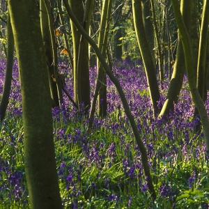 A young bluebell wood