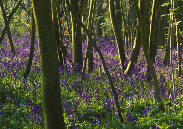 A young bluebell wood