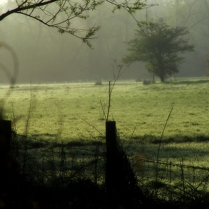 Early morning meadow in a lowland farm field