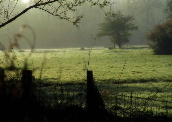 Early morning meadow in a lowland farm field