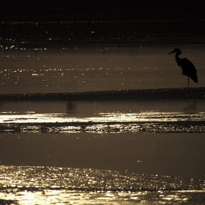 A silhouette of a heron fishing